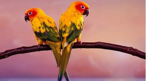Leia mais sobre o artigo Vitaminas para pássaros