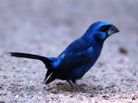 Você está visualizando atualmente Pássaros silvestres: criação de azulão