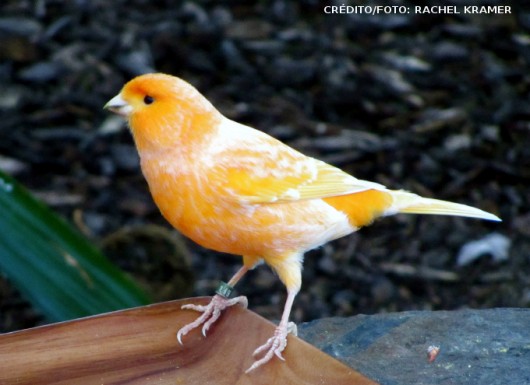 Você está visualizando atualmente Mutações em Canários e outros pássaros
